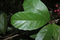 Doliocarpus dentatus