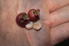 Doliocarpus dentatus