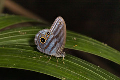 Chloreuptychia agatha