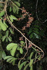 Doliocarpus dentatus