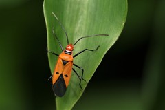 Dysdercus cingulatus