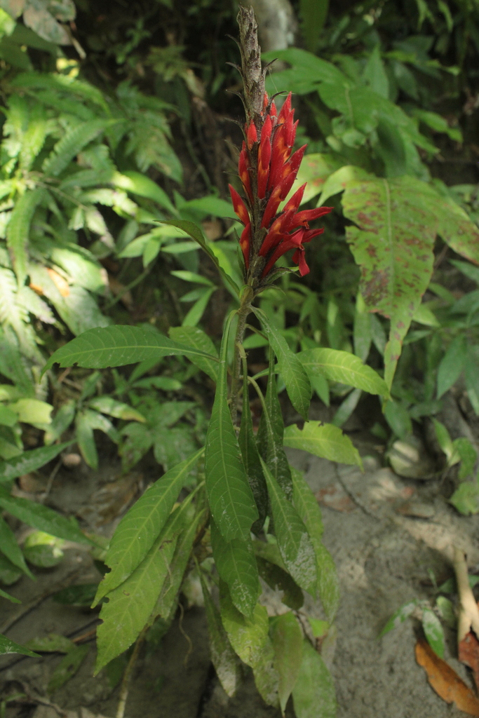 Aphelandra hylaea
