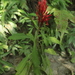 Aphelandra hylaea - Photo (c) Apipa, some rights reserved (CC BY-NC), uploaded by Apipa