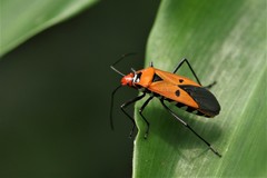 Dysdercus cingulatus