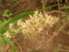 Flagellaria indica image