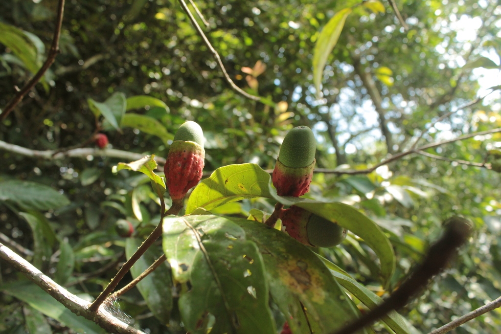 Aniba panurensis