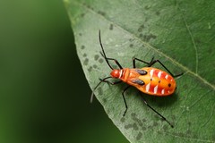Dysdercus cingulatus
