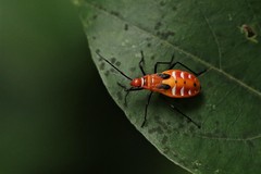 Dysdercus cingulatus