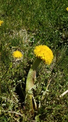 Taraxacum officinale