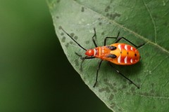 Dysdercus cingulatus