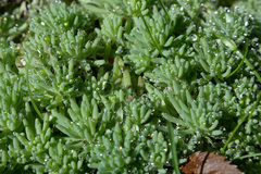 Sedum pallidum
