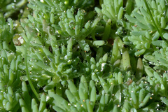 Sedum pallidum