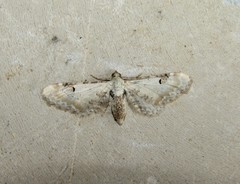 Eupithecia centaureata