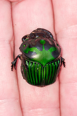 Oxysternon conspicillatum