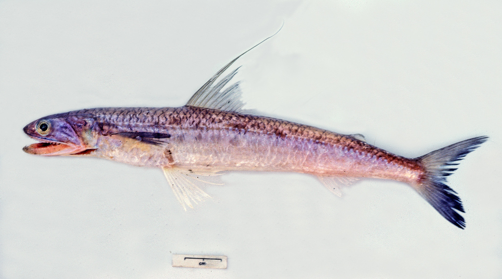 Filamentous Saury