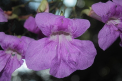 Bignonia sciuripabulum