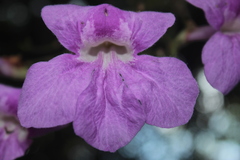 Bignonia sciuripabulum