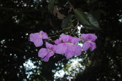 Bignonia sciuripabulum