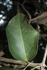 Bignonia sciuripabulum