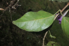 Bignonia sciuripabulum