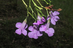 Bignonia sciuripabulum