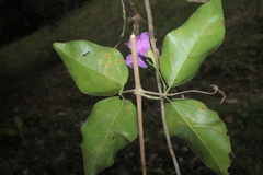 Bignonia sciuripabulum