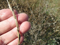 Leymus chinensis