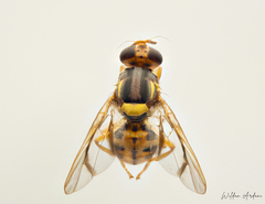 Bactrocera albistrigata
