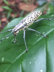 Macrochenus tigrinus