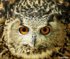 Bubo ascalaphus