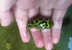 Dichotomyctere nigroviridis