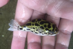 Dichotomyctere nigroviridis