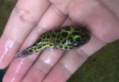 Dichotomyctere nigroviridis