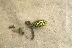 Dichotomyctere nigroviridis