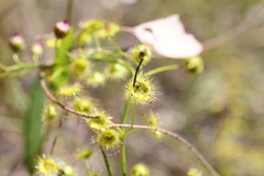 Drosera stricticaulis
