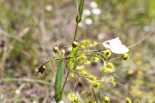 Drosera stricticaulis