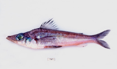 Chlorophthalmus acutifrons