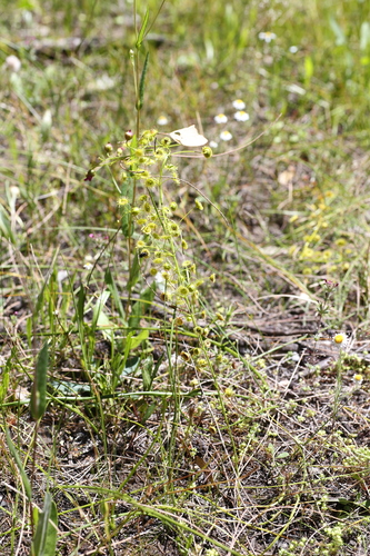 Drosera stricticaulis