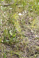 Drosera stricticaulis