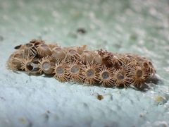Trachythorax maculicollis