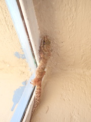 Pachydactylus formosus