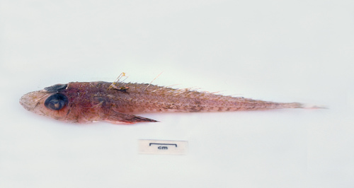 Gilbert's ghost flathead (Hoplichthys gilberti) — Hoplichthyidae