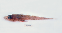 Hoplichthys gilberti