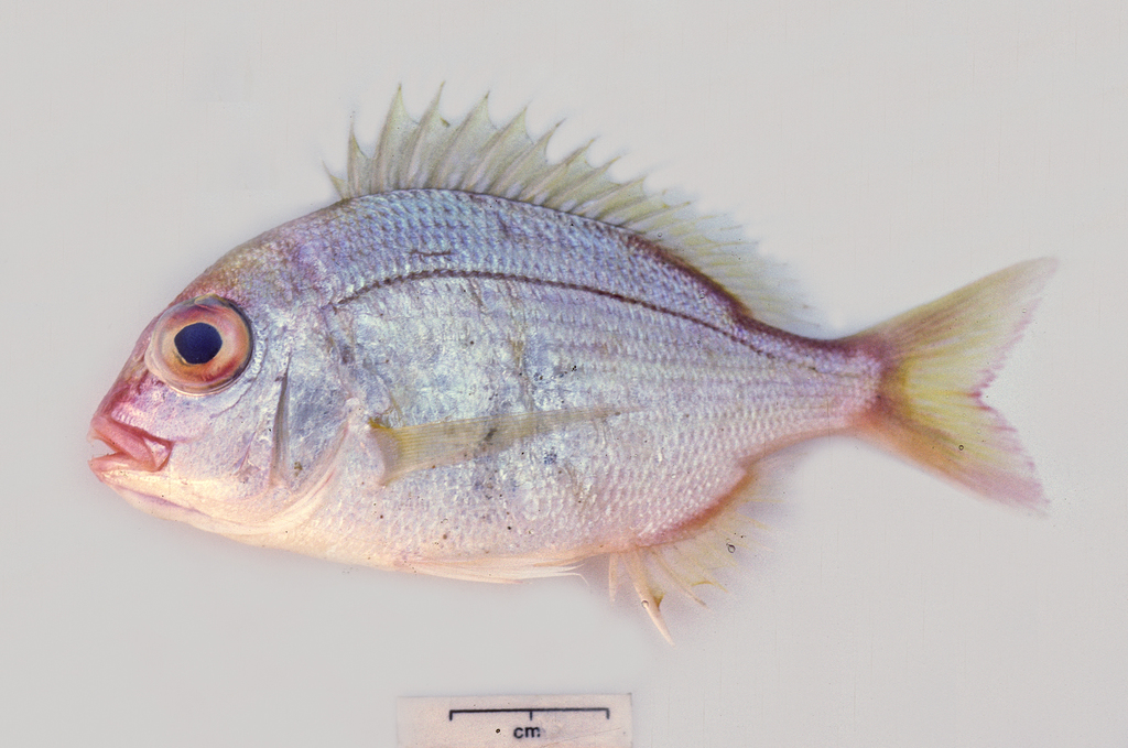 Yellowback Bream