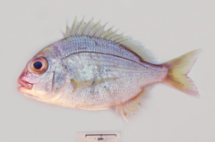 Dentex spariformis