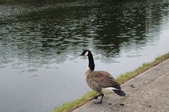 Branta canadensis