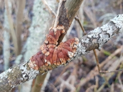 Hypocreopsis lichenoides