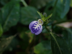 Rungia taiwanensis
