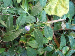 Rungia taiwanensis