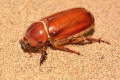 Cyphonotus testaceus